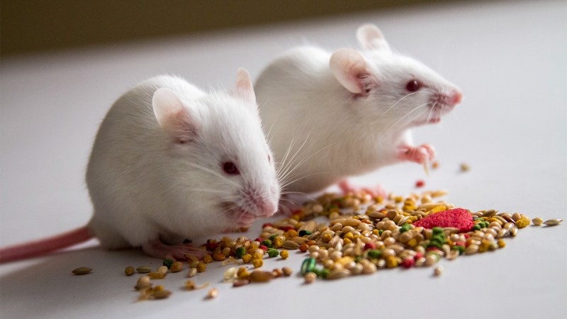 Two white mice sit side by side as they eat from a pile of bird seed off of a white table.